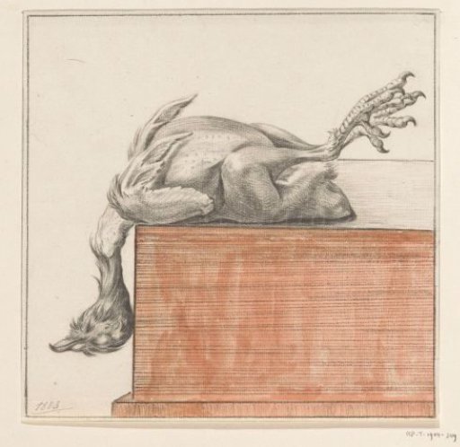 Lying Dead Bird, with Head Hanging Down