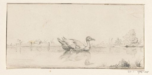 Duck in the Water