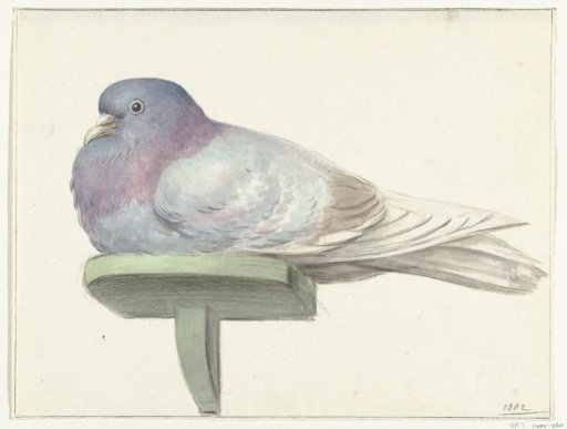A Dove Sitting on a Plank