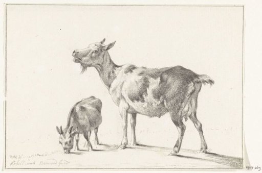 Goat with young