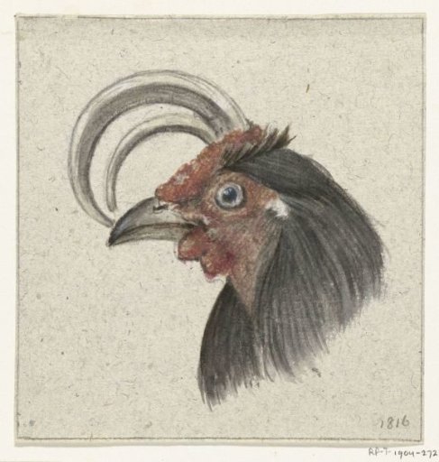 Head of a Rooster