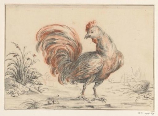 Rooster