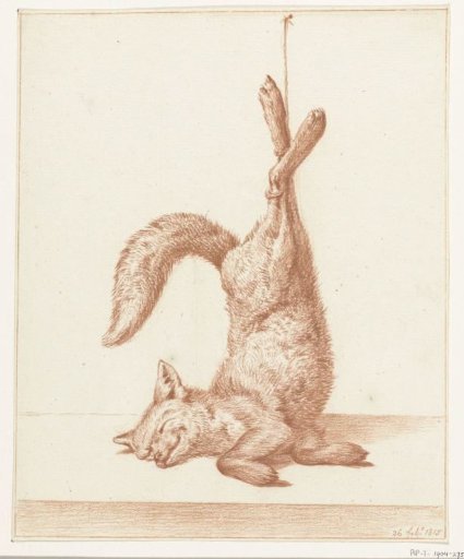 Dead Fox, hanging by its paws
