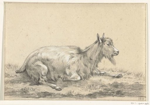 Reclining goat, facing right