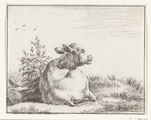 Lying cow, from behind