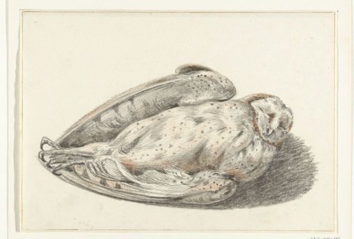 Dead Owl
