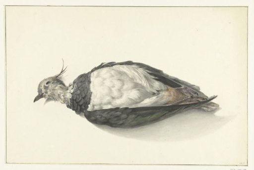 Lying Dead Lapwing