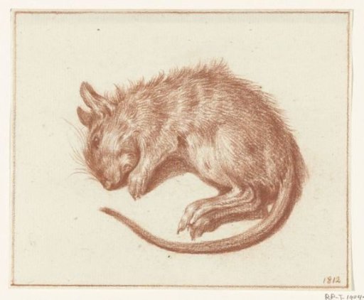 Dead Rat