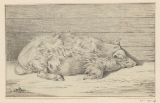 Reclining pig, facing right, against a shelter