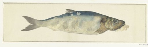 Fish, partially decayed