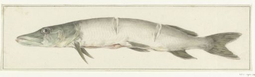 Pike, with two indentations on the back
