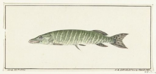 Pike