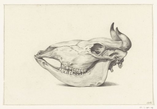Skull of a cow, viewed from the side