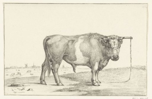 Standing bull, to the right