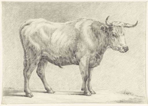 Standing bull, to the right