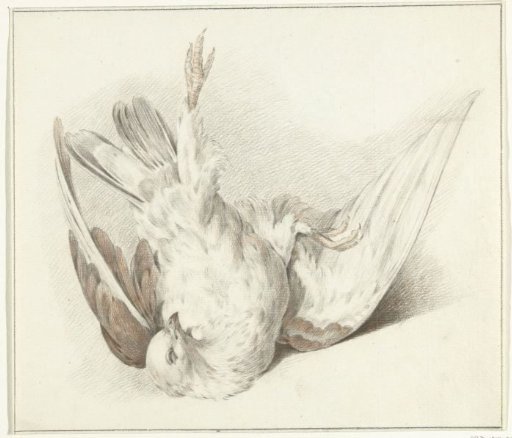 Dead Pigeon