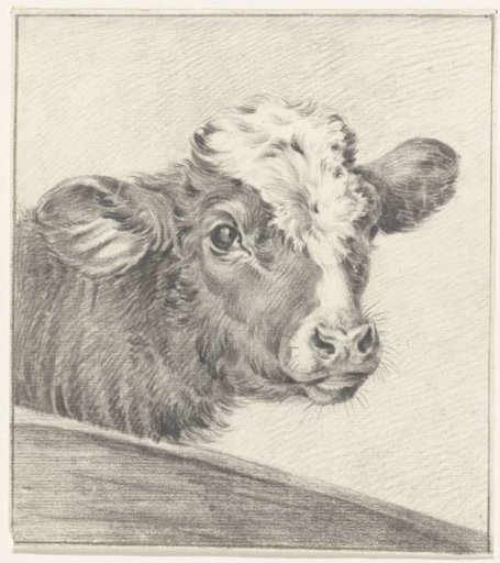 Head of a cow