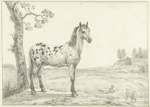 Standing spotted horse, facing right, in a landscape