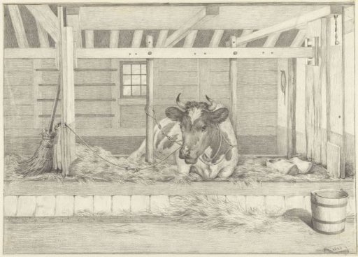 Lying cow in a stable