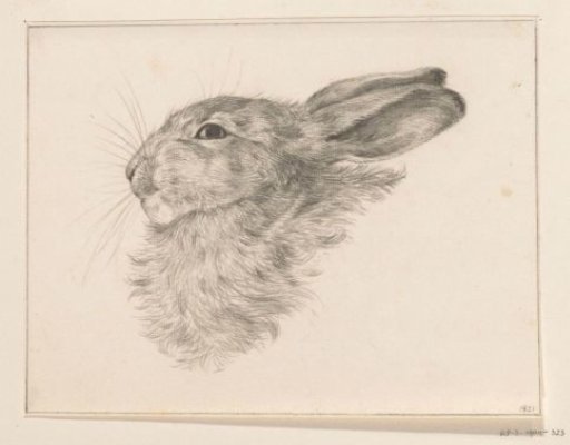 Head of a Rabbit