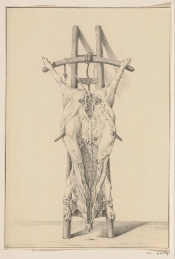Slaughtered pig