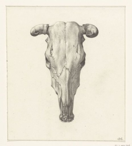 Skull of a cow, viewed from above