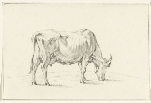 Grazing cow, to the right