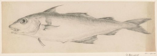 Fish, to the left