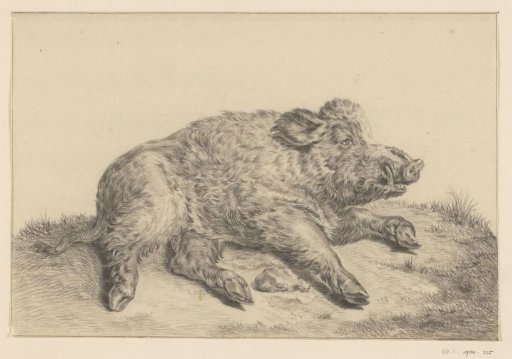 Lying wild boar