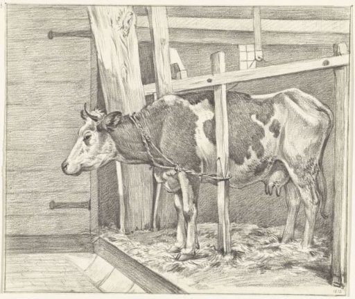 Standing cow in the stable