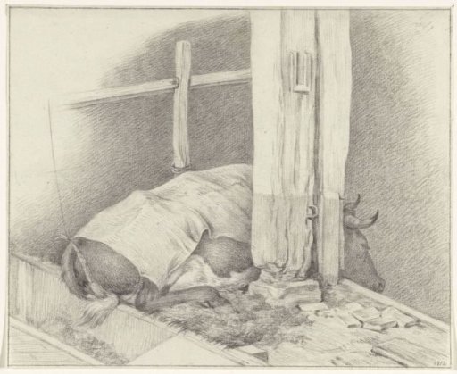 Lying cow in the stable