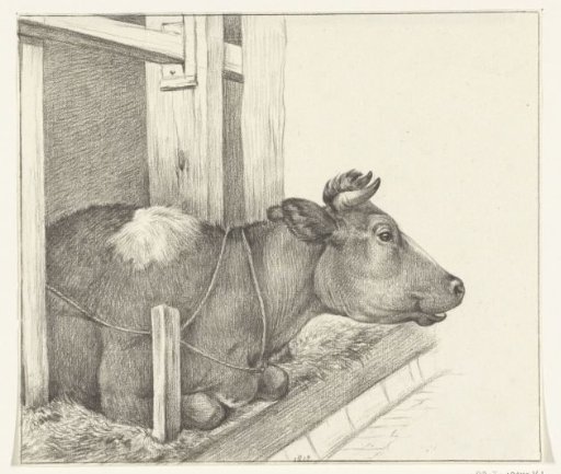 Cow, lying in a stable, to the right