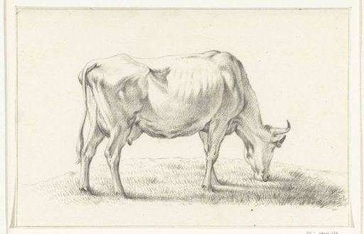 Grazing cow, to the right