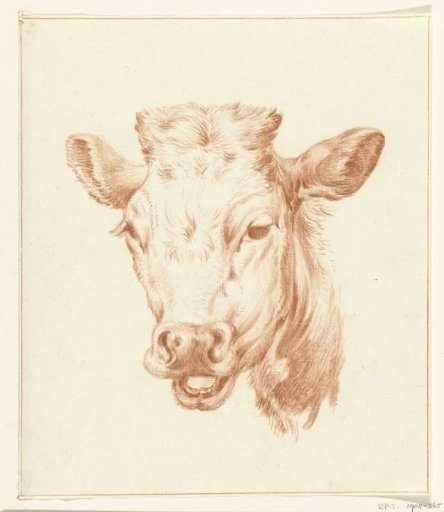 Head of a cow, from the front