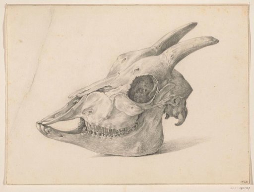Skull of a Goat