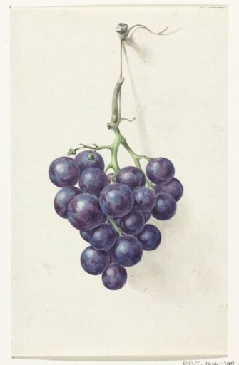 Bunch of blue grapes