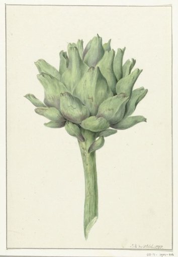 Artichoke