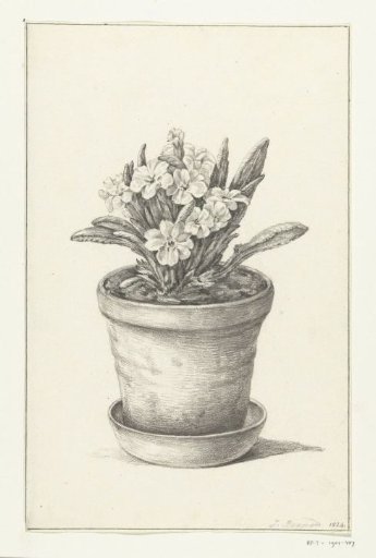 Potted plant