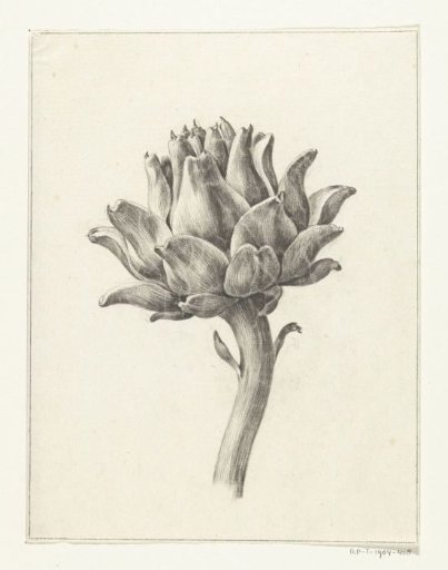 Artichoke