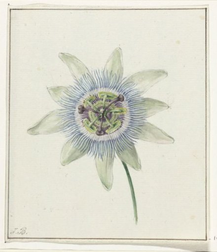 Passion Flower