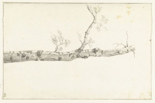 Study of a Tree