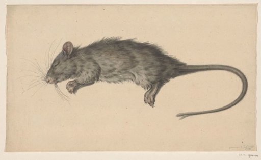 Dead Rat