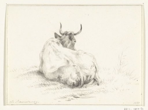 Lying cow, from behind