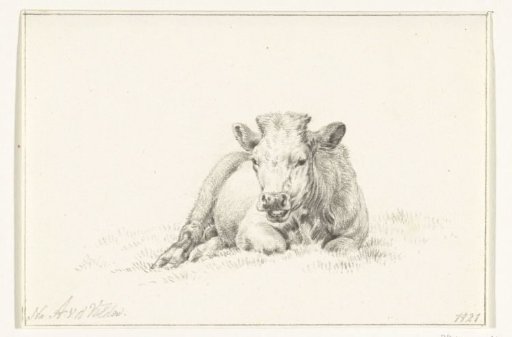 Lying cow, from the front