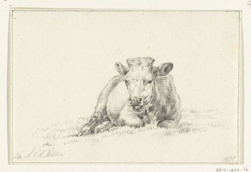 Lying cow, from the front