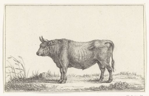 Standing bull, to the left