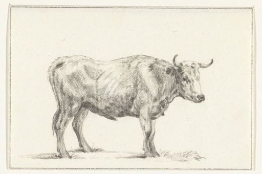 Standing bull, to the right