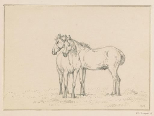 Two Horses Standing Together