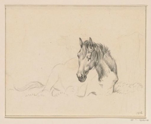 Horse Lying Down