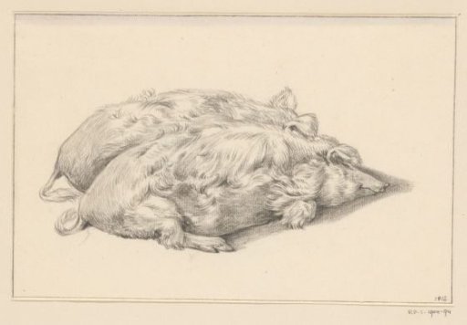 Two pigs lying side by side